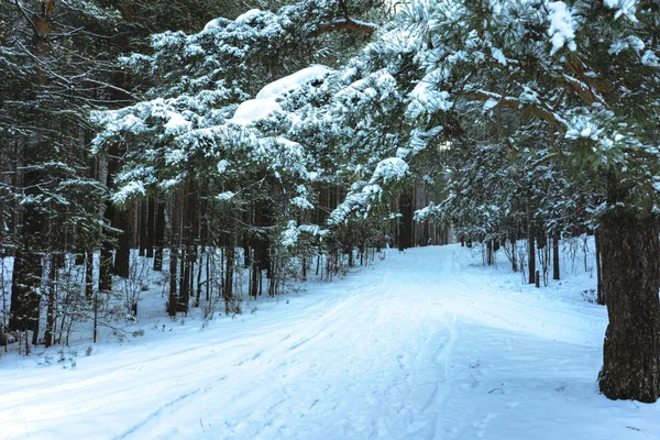 Зимний снежный лес на закате — стоковое фото