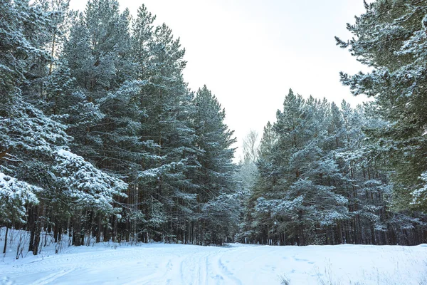 Winter Snow Forest on Sunset — 스톡 사진