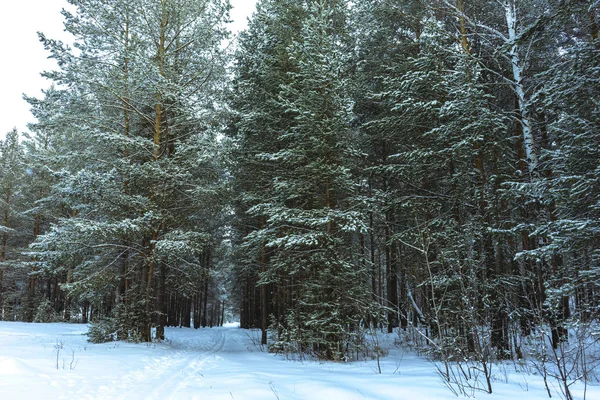 Bosque de nieve de invierno al atardecer — Foto de Stock