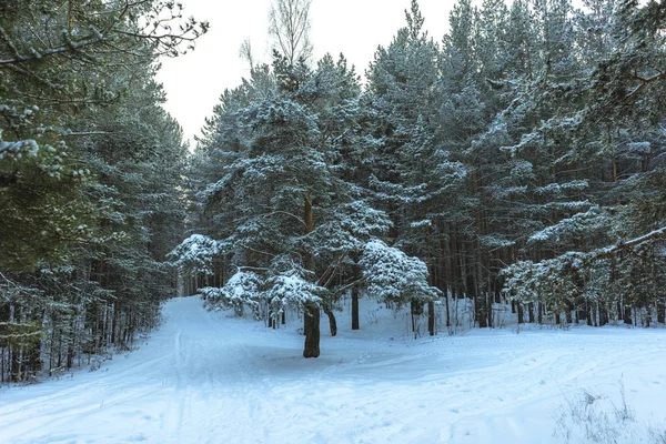 Bosque de nieve de invierno al atardecer — Foto de Stock
