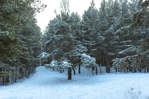 Winter Snow Forest on Sunset — 스톡 사진