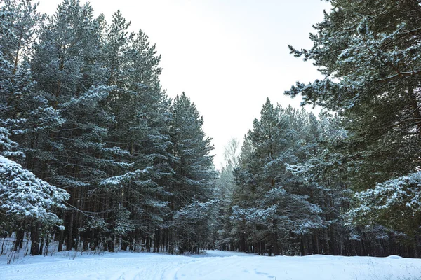 Floresta de neve de inverno no pôr do sol — Fotografia de Stock