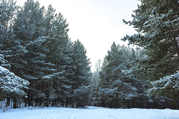 Зимний снежный лес на закате
