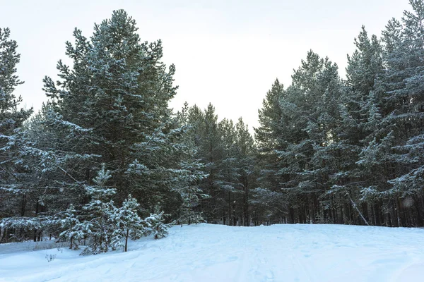 Zimowy las śnieżny o zachodzie słońca — Zdjęcie stockowe
