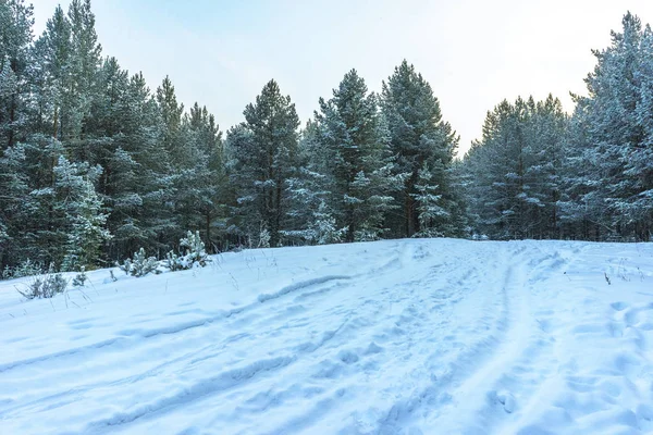 Зимний снежный лес на закате — стоковое фото