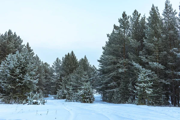 Bosque de nieve de invierno al atardecer — Foto de Stock