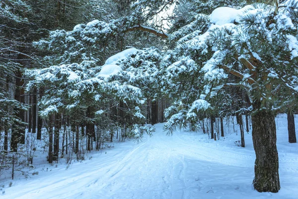 日没の冬の雪の森 — ストック写真
