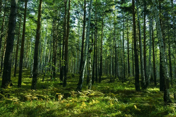 Summer Forest Background — Stock Photo, Image