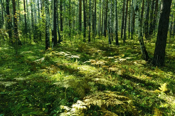 Fondo forestal de verano — Foto de Stock