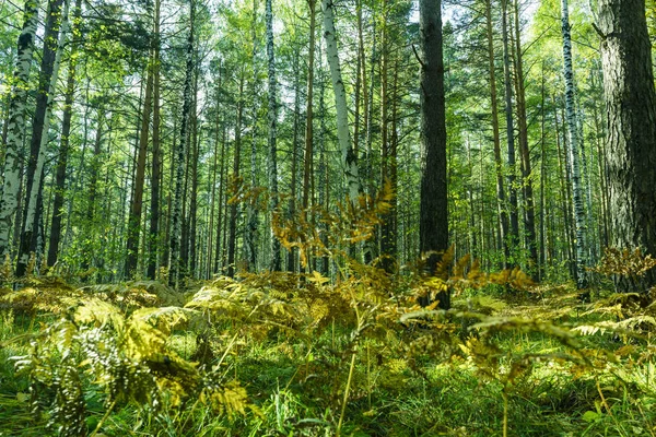 Літній тлі лісу — стокове фото