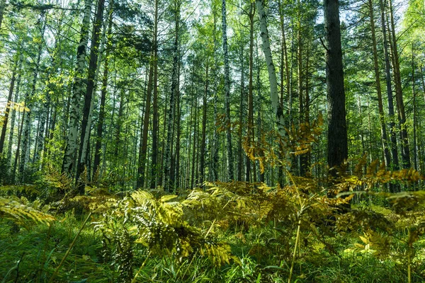 Tło las lato — Zdjęcie stockowe