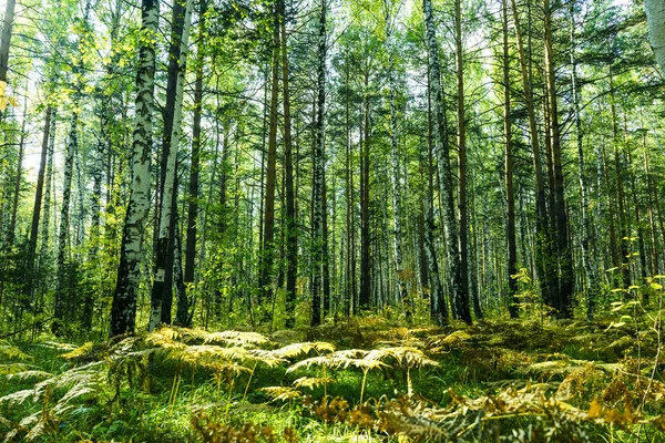 Verão fundo da floresta — Fotografia de Stock