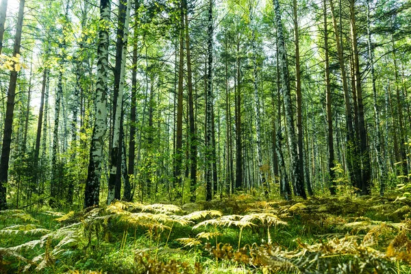 Tło las lato — Zdjęcie stockowe