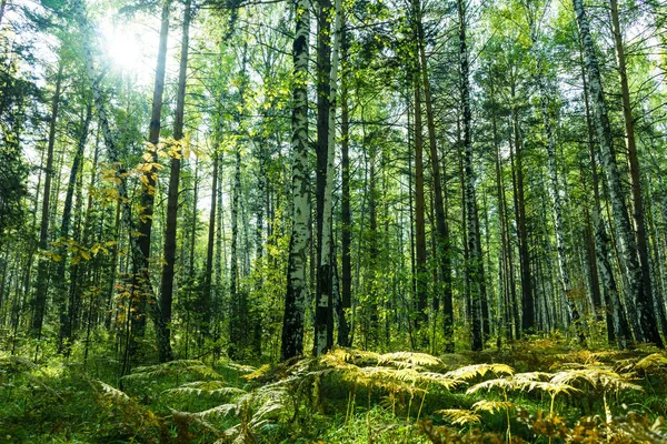 Verão fundo da floresta — Fotografia de Stock