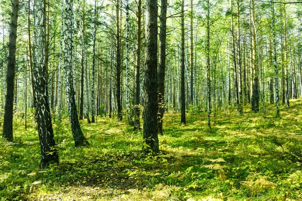 Літній тлі лісу — стокове фото