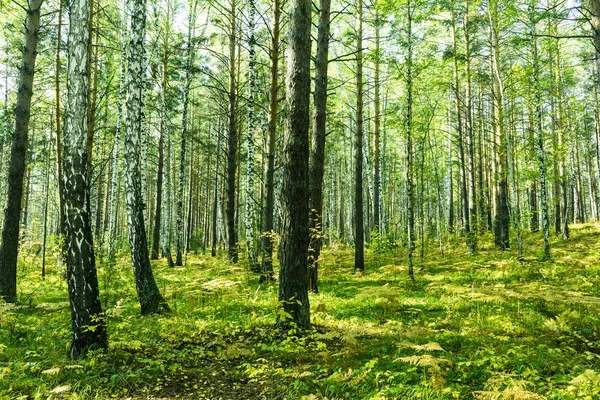 Fondo forestal de verano — Foto de Stock