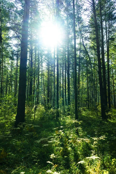 Verão fundo da floresta — Fotografia de Stock