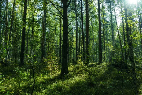 Verão fundo da floresta — Fotografia de Stock