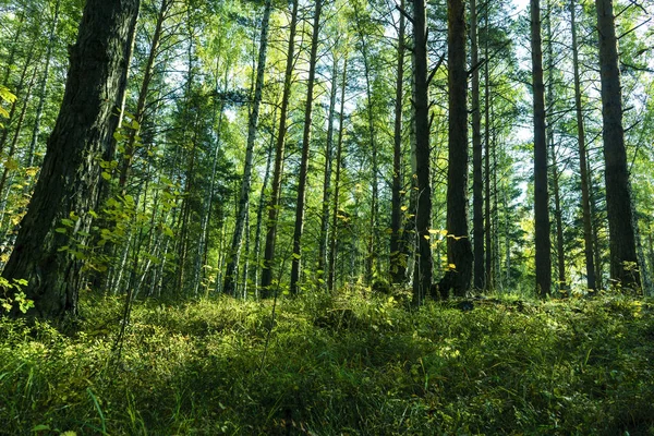 Sommaren skog bakgrund — Stockfoto