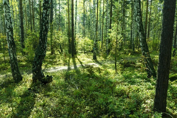 Літній тлі лісу — стокове фото