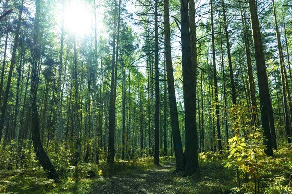 Tło las lato — Zdjęcie stockowe