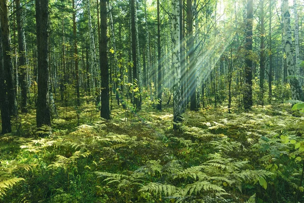 Verão fundo da floresta — Fotografia de Stock