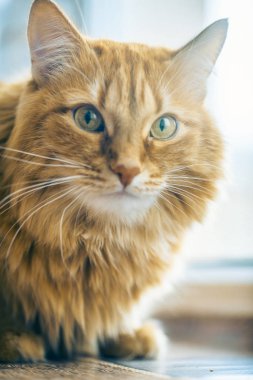 Kırmızı kedi closeup