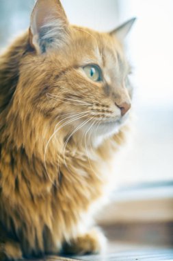 Kırmızı kedi closeup