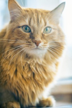 Kırmızı kedi closeup