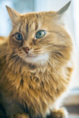 Kırmızı kedi closeup