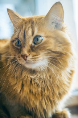 Kırmızı kedi closeup