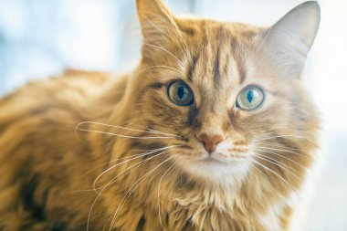 Kırmızı kedi closeup