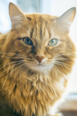 Kırmızı kedi closeup