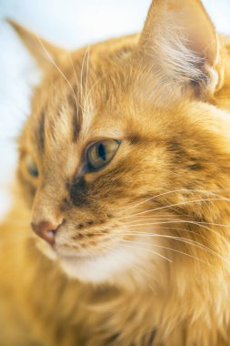 Kırmızı kedi closeup