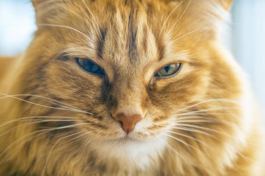 Kırmızı kedi closeup