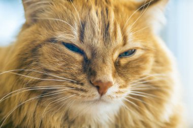 Kırmızı kedi closeup