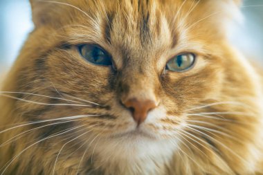 Kırmızı kedi closeup