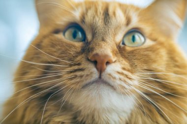 Kırmızı kedi closeup