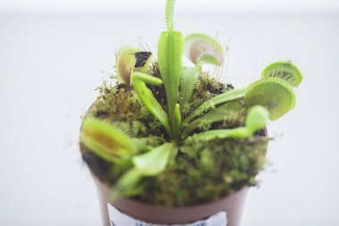 Saksıyırtıcı Venüs Sinek kapanı(Dionaea Muscipula)