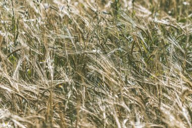 Altın buğday tarlası
