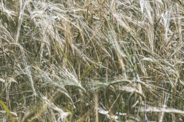 Altın buğday tarlası