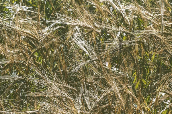 Golden Wheat Field — Stock Photo, Image