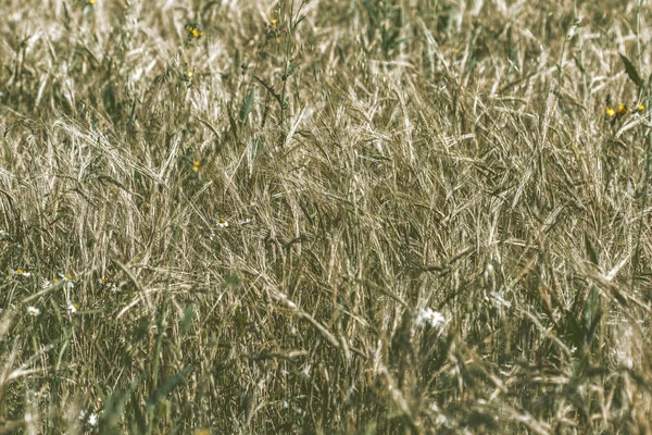 Golden Wheat Field — Stock Photo, Image