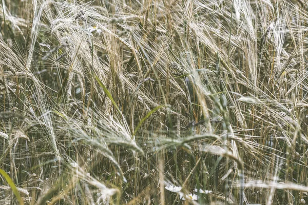 Gouden tarweveld — Stockfoto