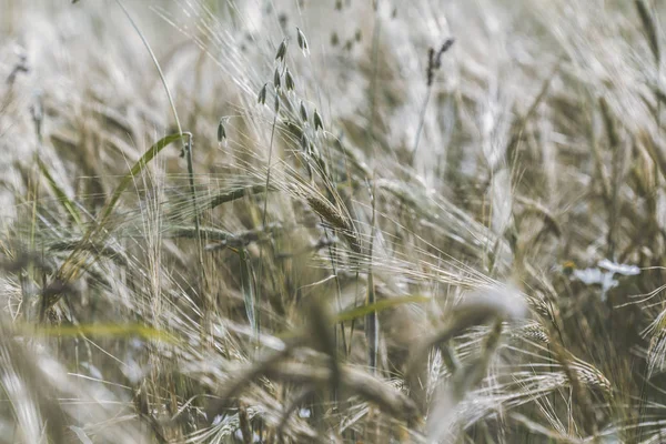 Gouden tarweveld — Stockfoto