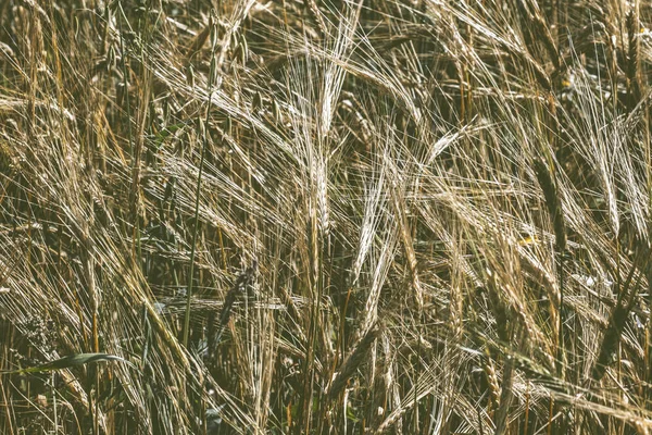 Golden Wheat Field — Stock Photo, Image