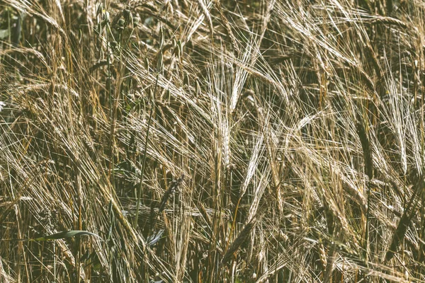 Golden Wheat Field — Stock Photo, Image