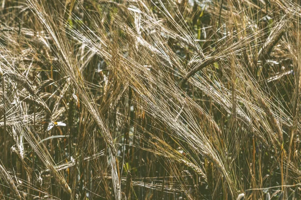 Gouden tarweveld — Stockfoto