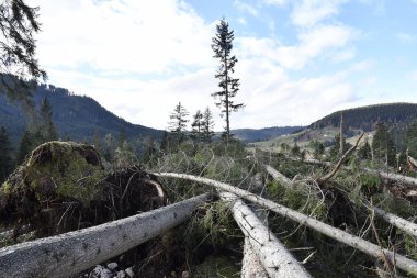 Carezza Lake, Bolzano eyaletinin, South tyrol, İtalya. Düşen ağaçlar - bir fırtına tarafından sökülüp ağaçlar