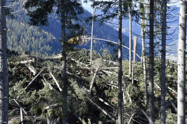 Jezero Carezza Bolzano Provincie Jižní Tyrolsko Itálie Zlomené Stromy Bouři — Stock fotografie
